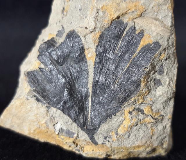 Ginkgo huttoni (STERNBERG in HEER 1876) - Bild © FossNet FossilienStore